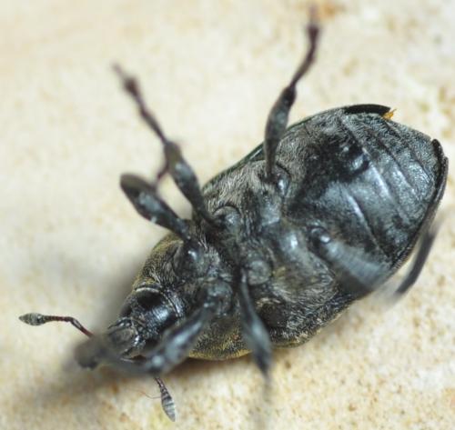 Réf. 256 725 : Larinus turbinatus
