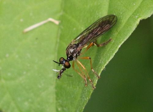 Réf. 256 751 : Dioctria linearis