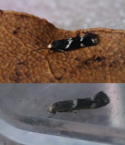 Elachista stabilella
