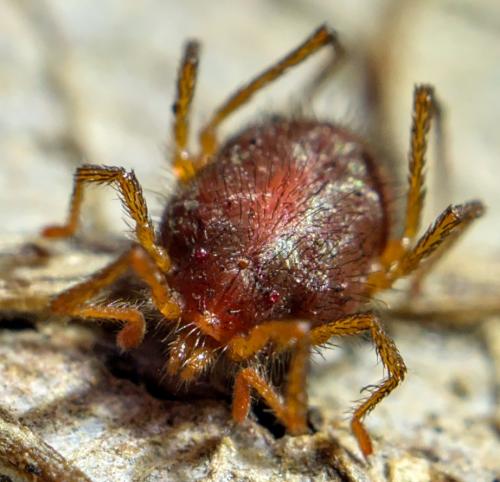 Réf. 256 782 : Erythraeus sp.