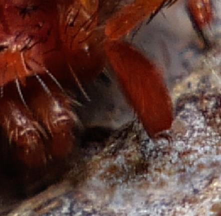 Erythraeus sp.