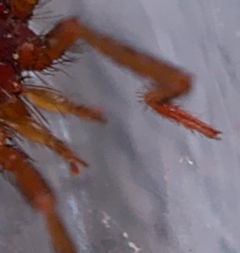 Erythraeus sp.