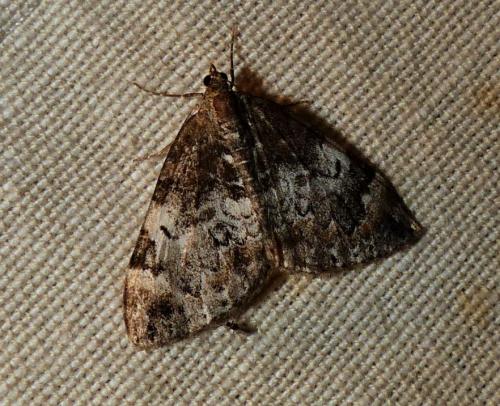 Réf. 256 932 : Dysstroma truncata