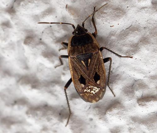 Réf. 256 298 : Graptopeltus lynceus