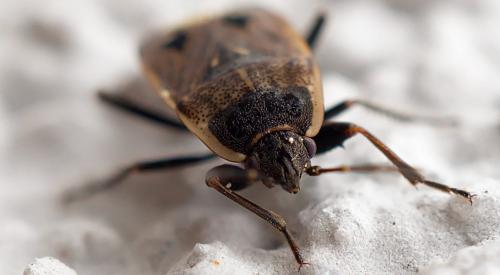 Graptopeltus lynceus