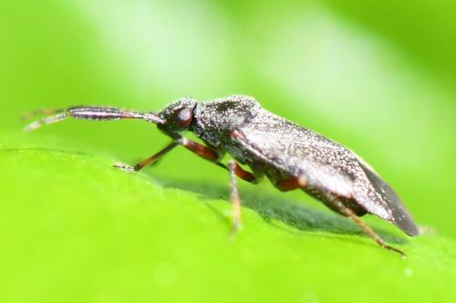 Heterocordylus sp.