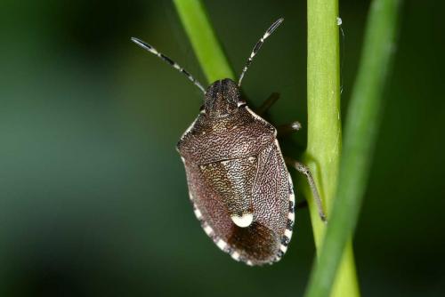 Holcostethus sp.