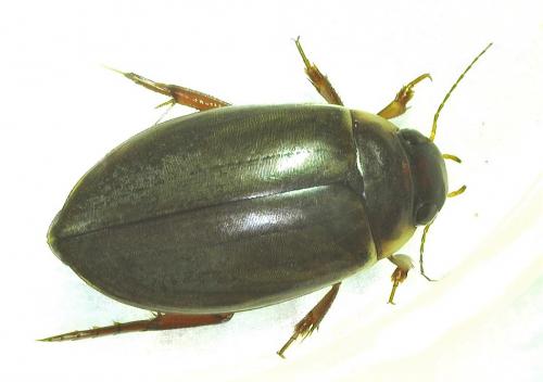 Colymbetes fuscus