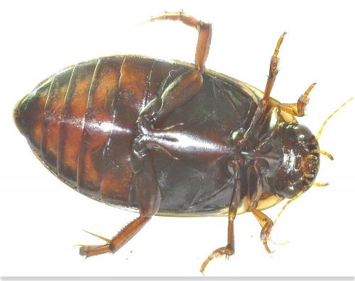 Réf. 256 320 : Colymbetes fuscus