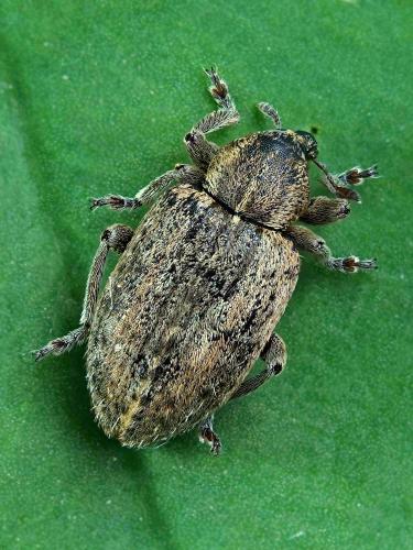 Réf. 256 918 : Hypera plantaginis