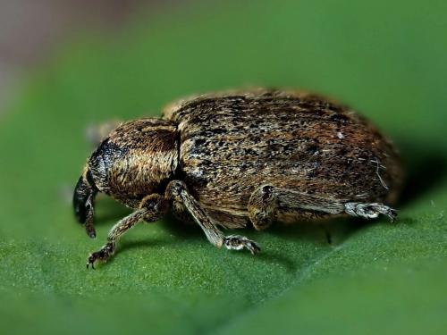 Réf. 256 919 : Hypera plantaginis