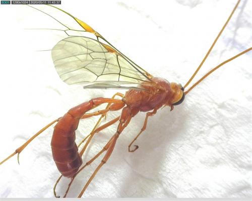 Ophion sp.