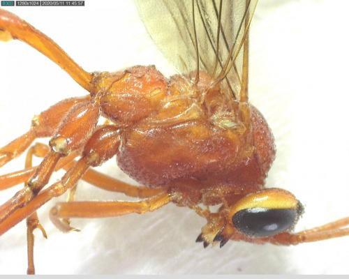 Ophion sp.