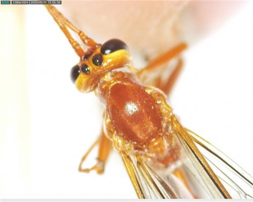 Ophion sp.