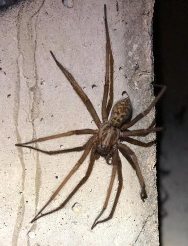 Eratigena sp.
