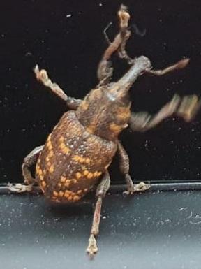 Hylobius abietis