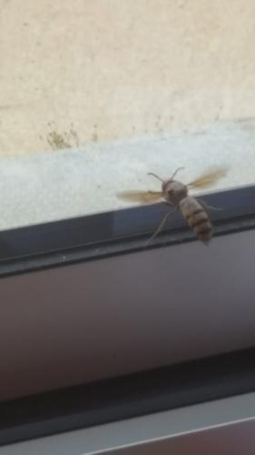 Vespa crabro