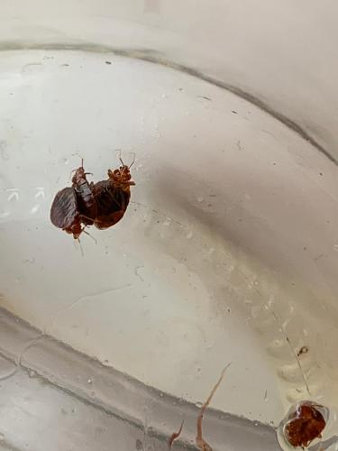 Cimex lectularius