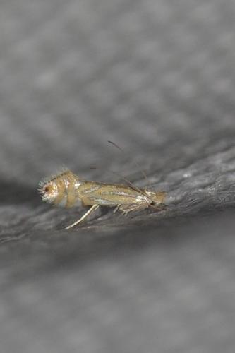 Phyllonorycter platani