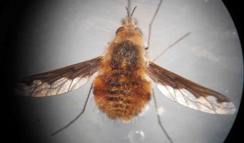 Bombylius major