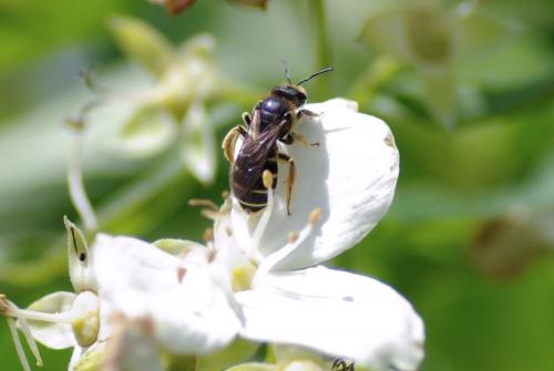 Réf. 256 174 : Halictus sp.