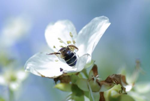 Réf. 256 175 : Halictus sp.