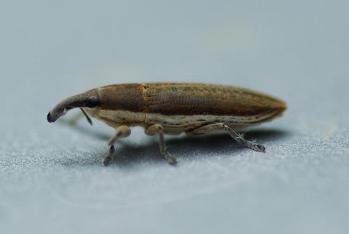 Réf. 256 513 : Lixus sp.