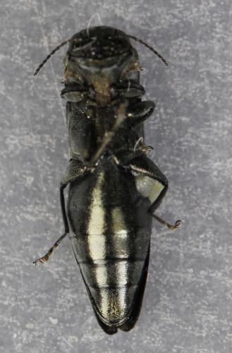Réf. 256 996 : Agrilus viridis