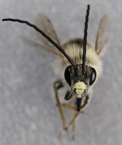 Eucera sp.