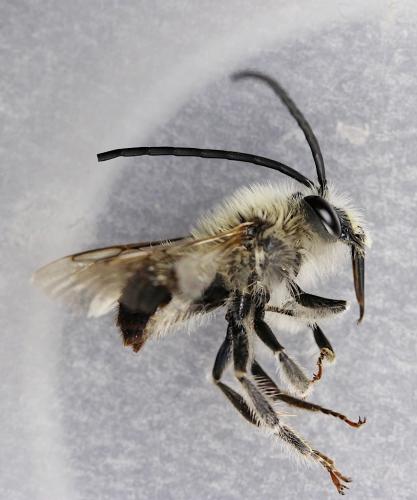 Eucera sp.