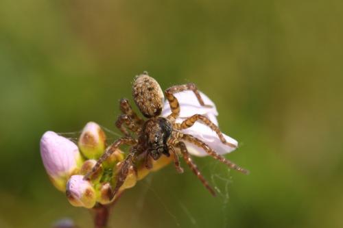 Arctosa leopardus