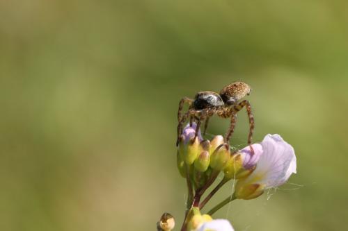 Arctosa leopardus