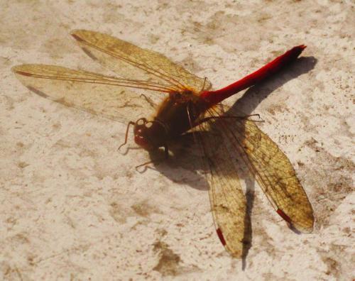 Sympetrum vicinum