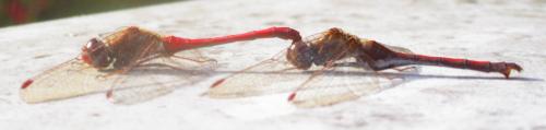 Sympetrum vicinum