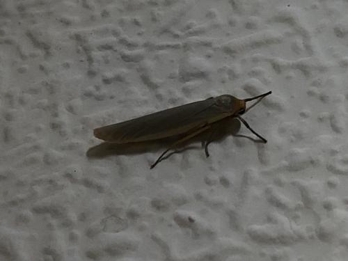 Eilema caniola