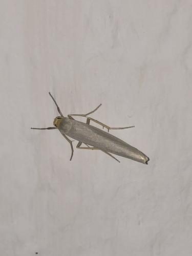 Eilema caniola