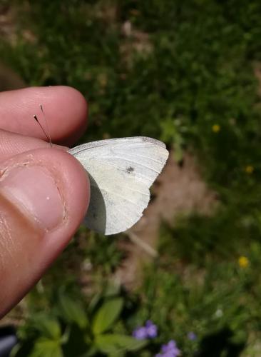 Réf. 256 753 : Pieris rapae