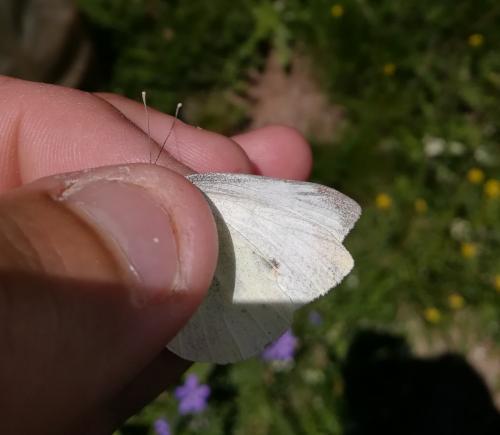 Réf. 256 754 : Pieris rapae