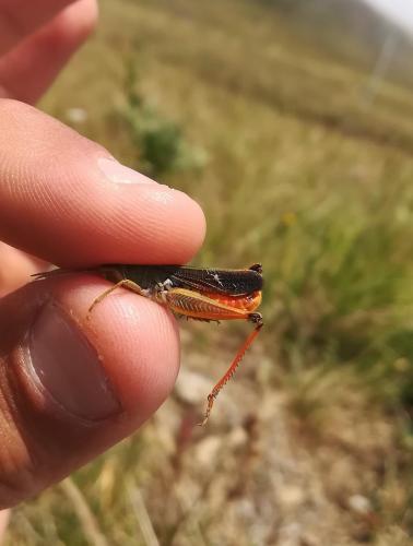 Stenobothrus lineatus lineatus