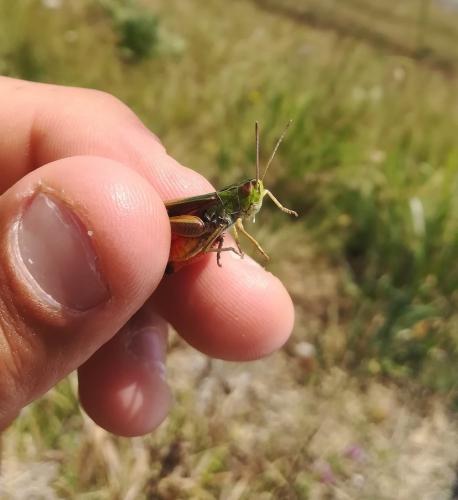 Réf. 256 201 : Stenobothrus lineatus