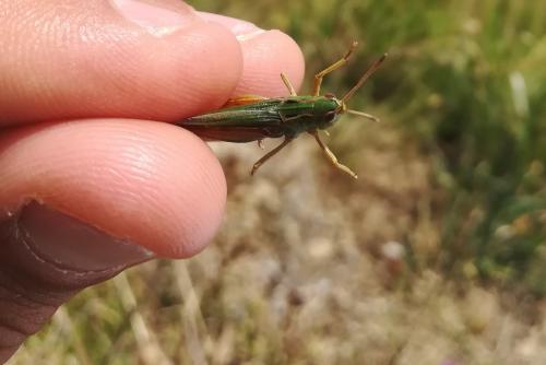 Réf. 256 202 : Stenobothrus lineatus
