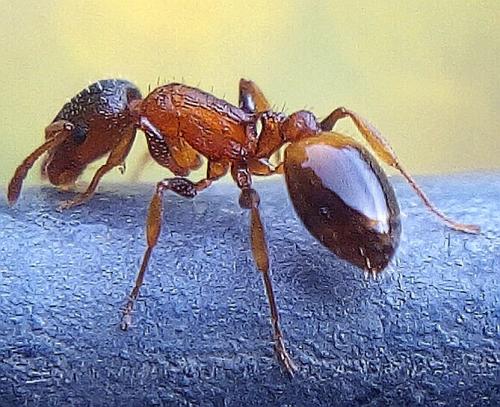Réf. 256 138 : Temnothorax affinis