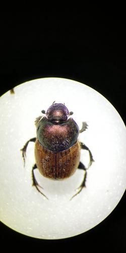 Onthophagus coenobita