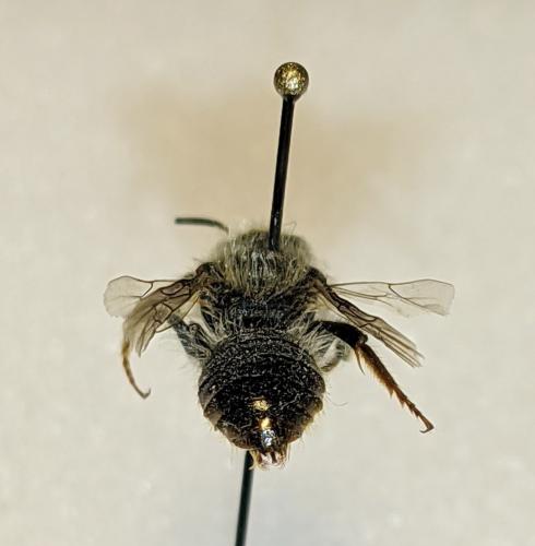 Osmia bicolor