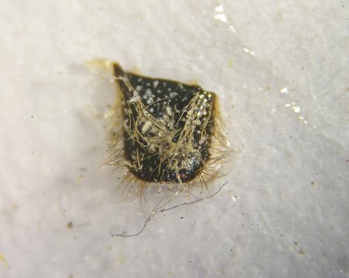Osmia bicolor