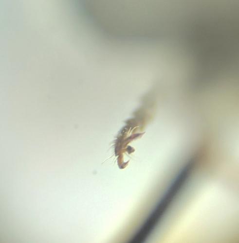 Osmia bicolor
