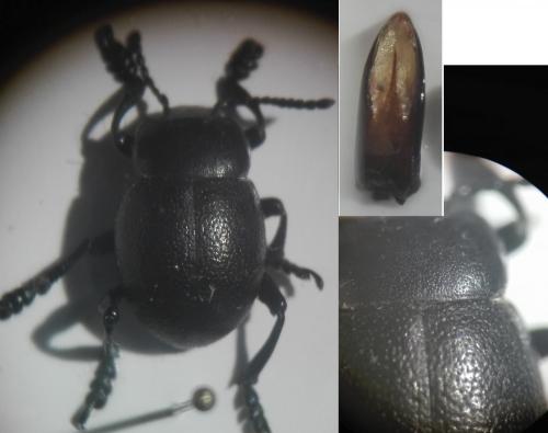 Timarcha goettingensis
