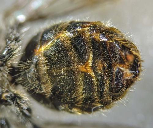 Osmia bicolor