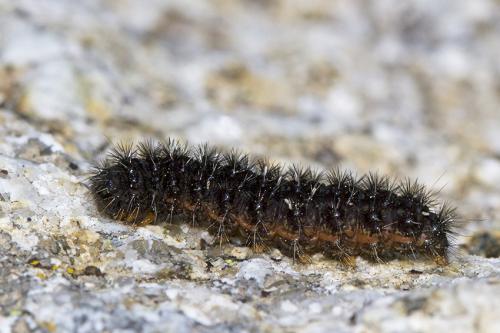 Lerautia bifasciata