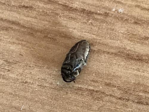 Dermestes sp.